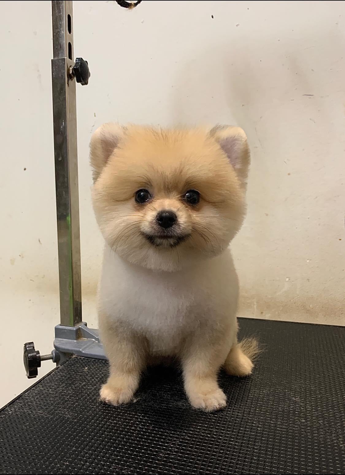 Thú Y SuPet | Thú Y Quận Gò Vấp - Bình Thạnh - Quận 12