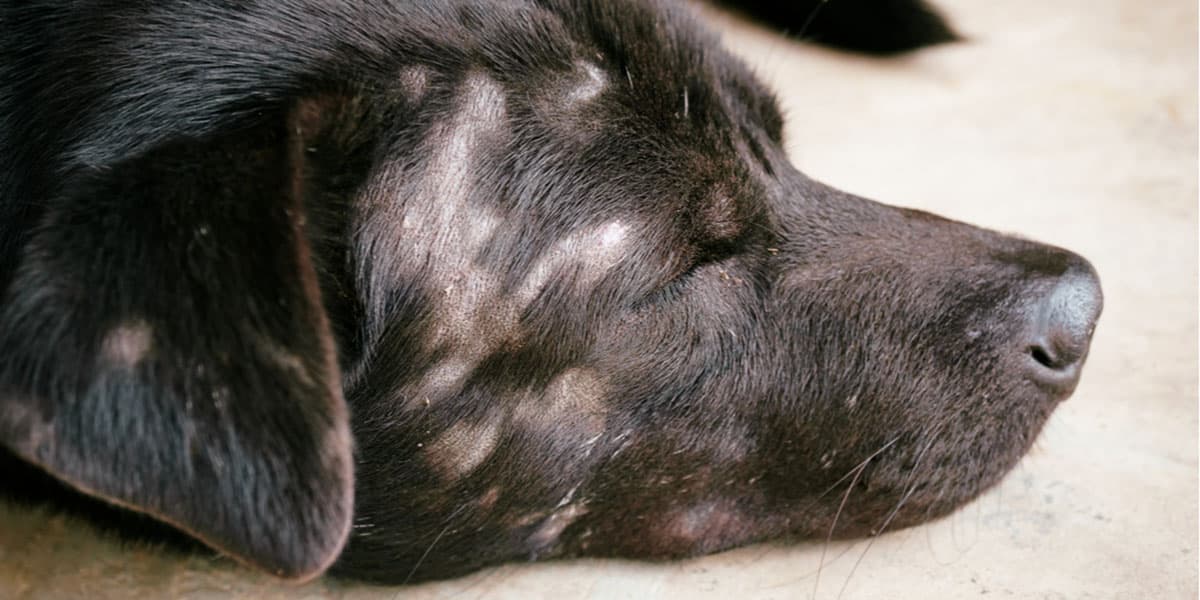 Thú Y SuPet | Thú Y Quận Gò Vấp - Bình Thạnh - Quận 12