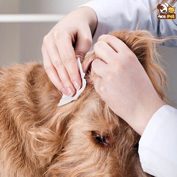 Thú Y SuPet | Thú Y Quận Gò Vấp - Bình Thạnh - Quận 12