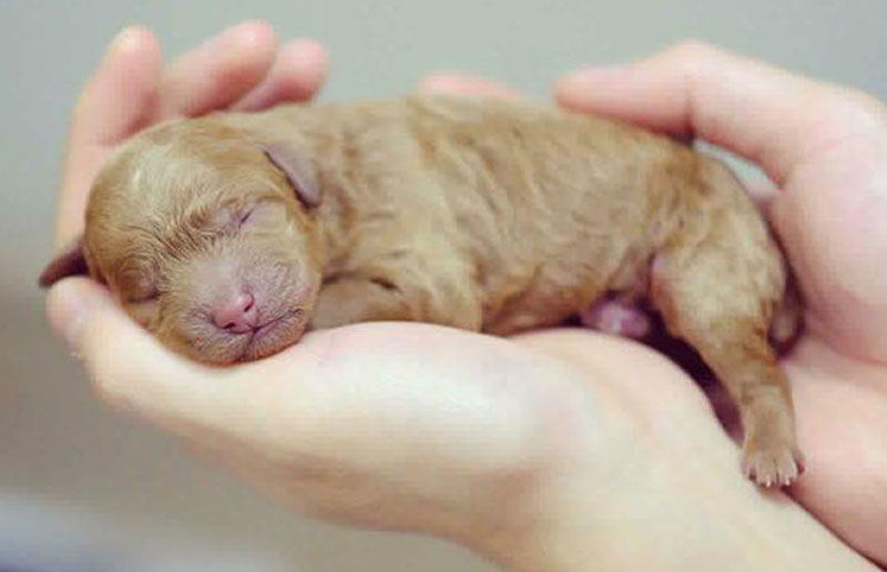 Thú Y SuPet | Thú Y Quận Gò Vấp - Bình Thạnh - Quận 12