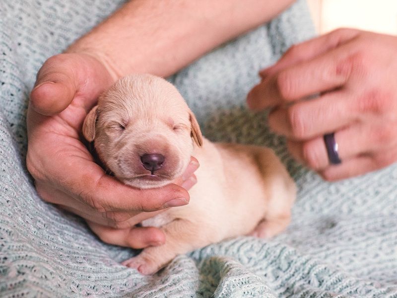 Thú Y SuPet | Thú Y Quận Gò Vấp - Bình Thạnh - Quận 12