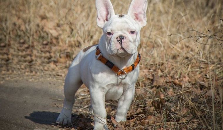 Thú Y SuPet | Thú Y Quận Gò Vấp - Bình Thạnh - Quận 12