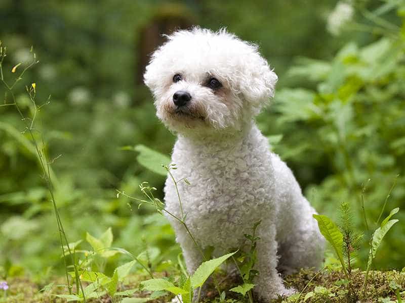 Thú Y SuPet | Thú Y Quận Gò Vấp - Bình Thạnh - Quận 12