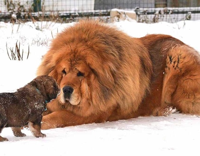 Thú Y SuPet | Thú Y Quận Gò Vấp - Bình Thạnh - Quận 12