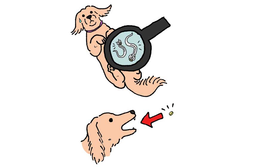 Thú Y SuPet | Thú Y Quận Gò Vấp - Bình Thạnh - Quận 12