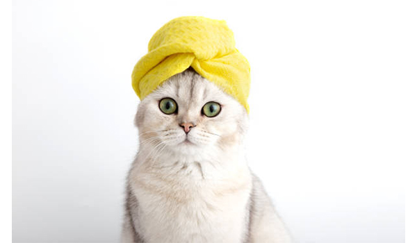 Thú Y SuPet | Thú Y Quận Gò Vấp - Bình Thạnh - Quận 12