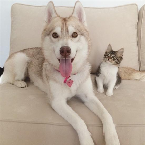 Thú Y SuPet | Thú Y Quận Gò Vấp - Bình Thạnh - Quận 12