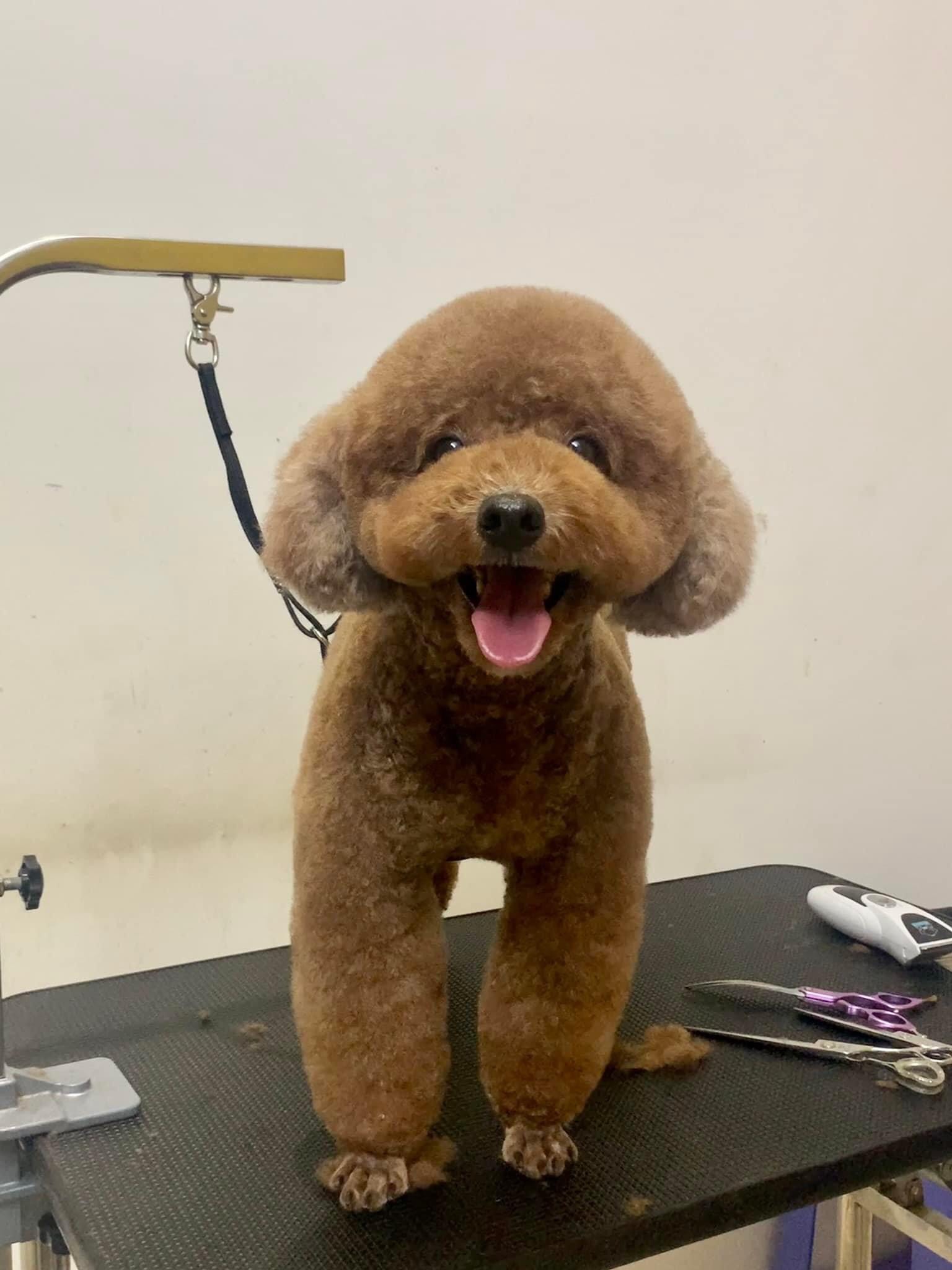 Thú Y SuPet | Thú Y Quận Gò Vấp - Bình Thạnh - Quận 12