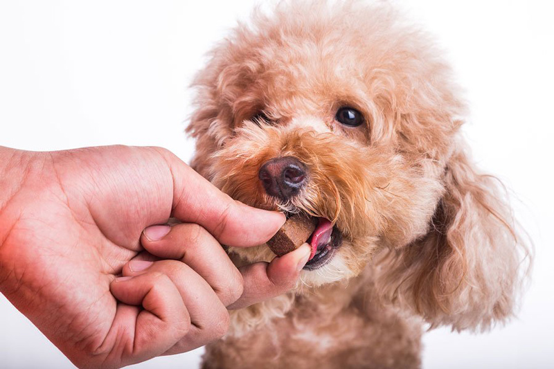 Thú Y SuPet | Thú Y Quận Gò Vấp - Bình Thạnh - Quận 12