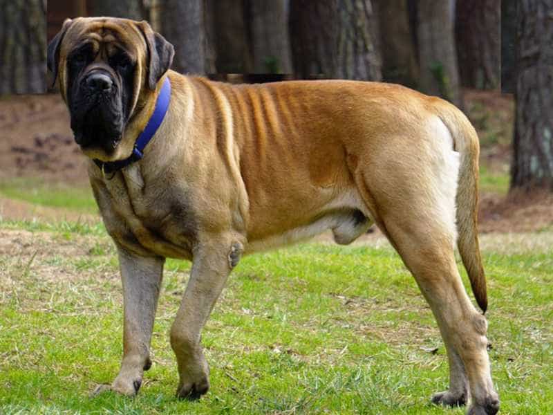 Thú Y SuPet | Thú Y Quận Gò Vấp - Bình Thạnh - Quận 12