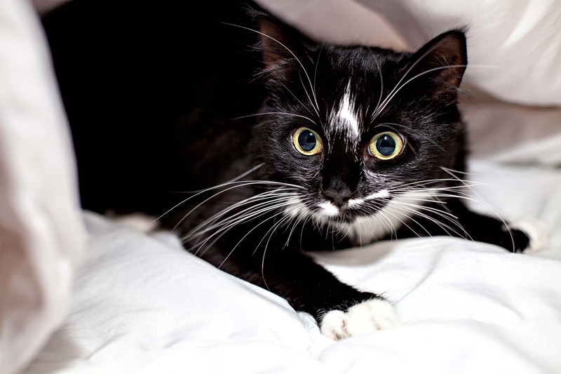 Thú Y SuPet | Thú Y Quận Gò Vấp - Bình Thạnh - Quận 12