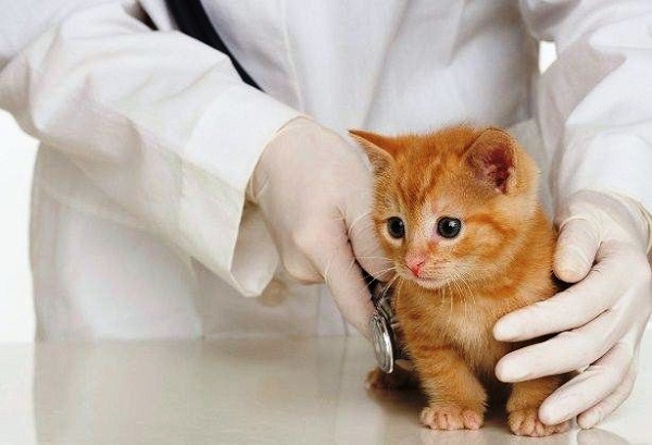 Thú Y SuPet | Thú Y Quận Gò Vấp - Bình Thạnh - Quận 12