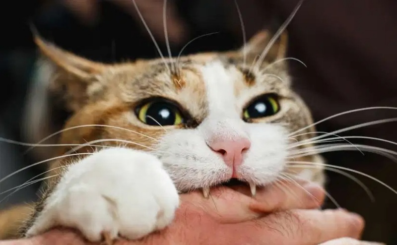 Thú Y SuPet | Thú Y Quận Gò Vấp - Bình Thạnh - Quận 12