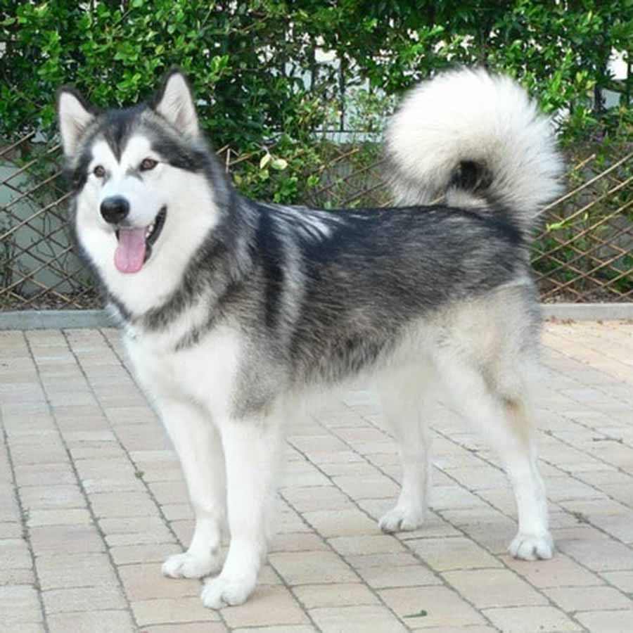 Thú Y SuPet | Thú Y Quận Gò Vấp - Bình Thạnh - Quận 12