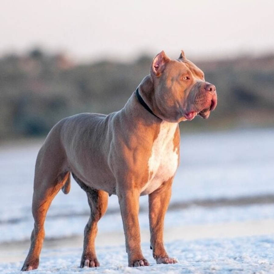 Thú Y SuPet | Thú Y Quận Gò Vấp - Bình Thạnh - Quận 12