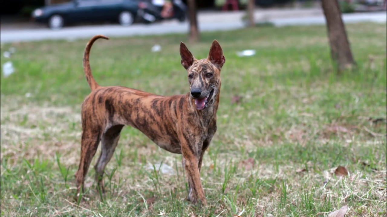 Thú Y SuPet | Thú Y Quận Gò Vấp - Bình Thạnh - Quận 12