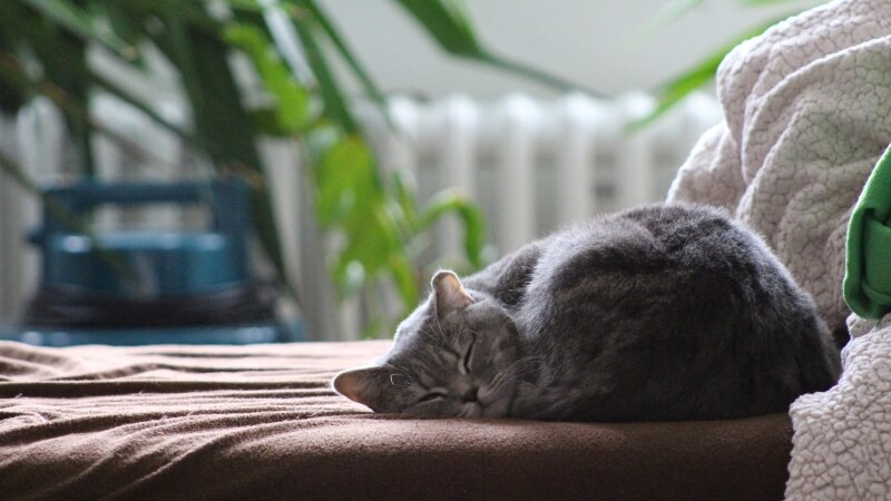 Thú Y SuPet | Thú Y Quận Gò Vấp - Bình Thạnh - Quận 12