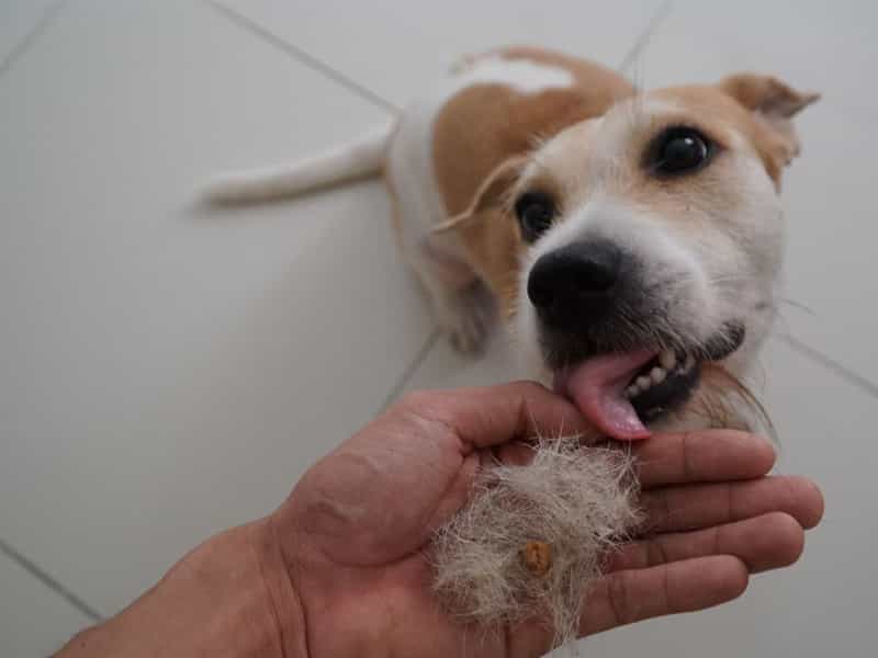 Thú Y SuPet | Thú Y Quận Gò Vấp - Bình Thạnh - Quận 12