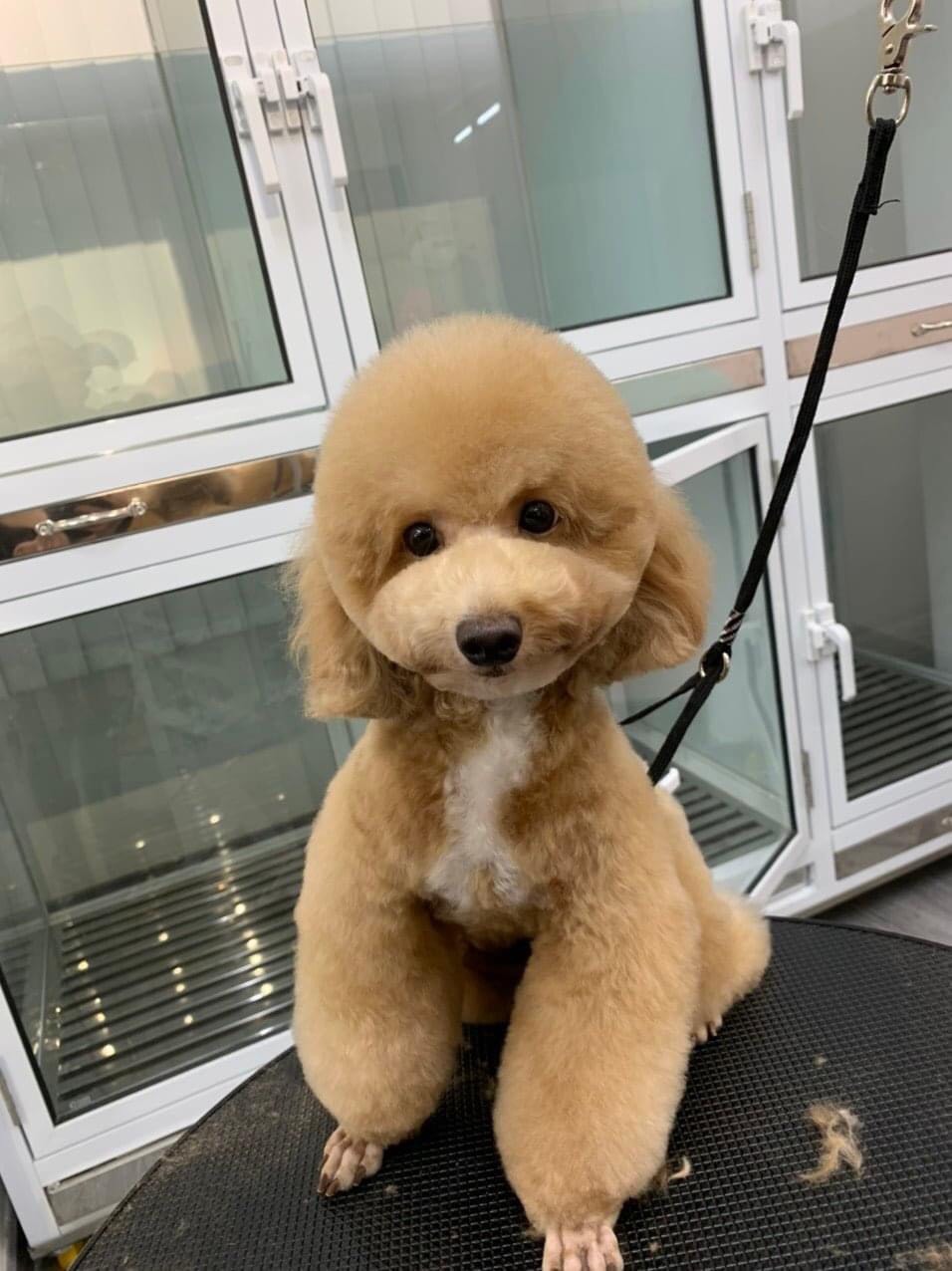 Thú Y SuPet | Thú Y Quận Gò Vấp - Bình Thạnh - Quận 12