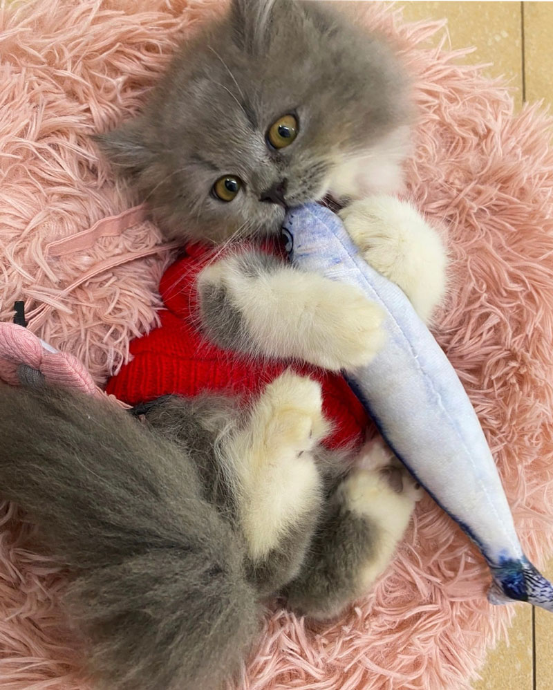 Thú Y SuPet | Thú Y Quận Gò Vấp - Bình Thạnh - Quận 12