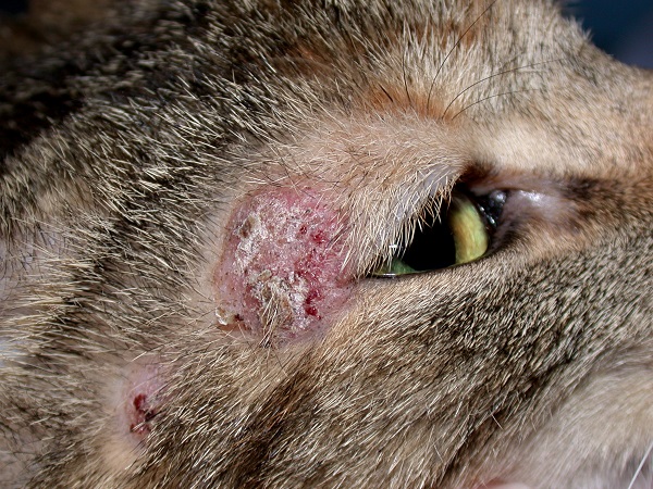 Thú Y SuPet | Thú Y Quận Gò Vấp - Bình Thạnh - Quận 12