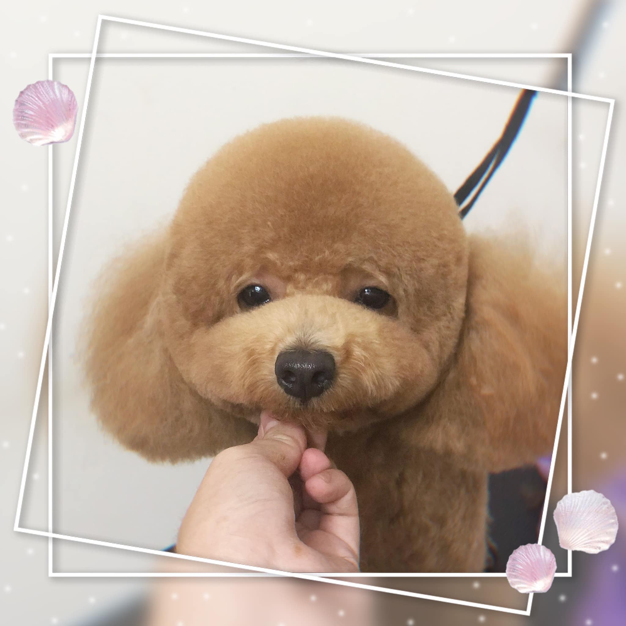 dịch vụ cắt tỉa