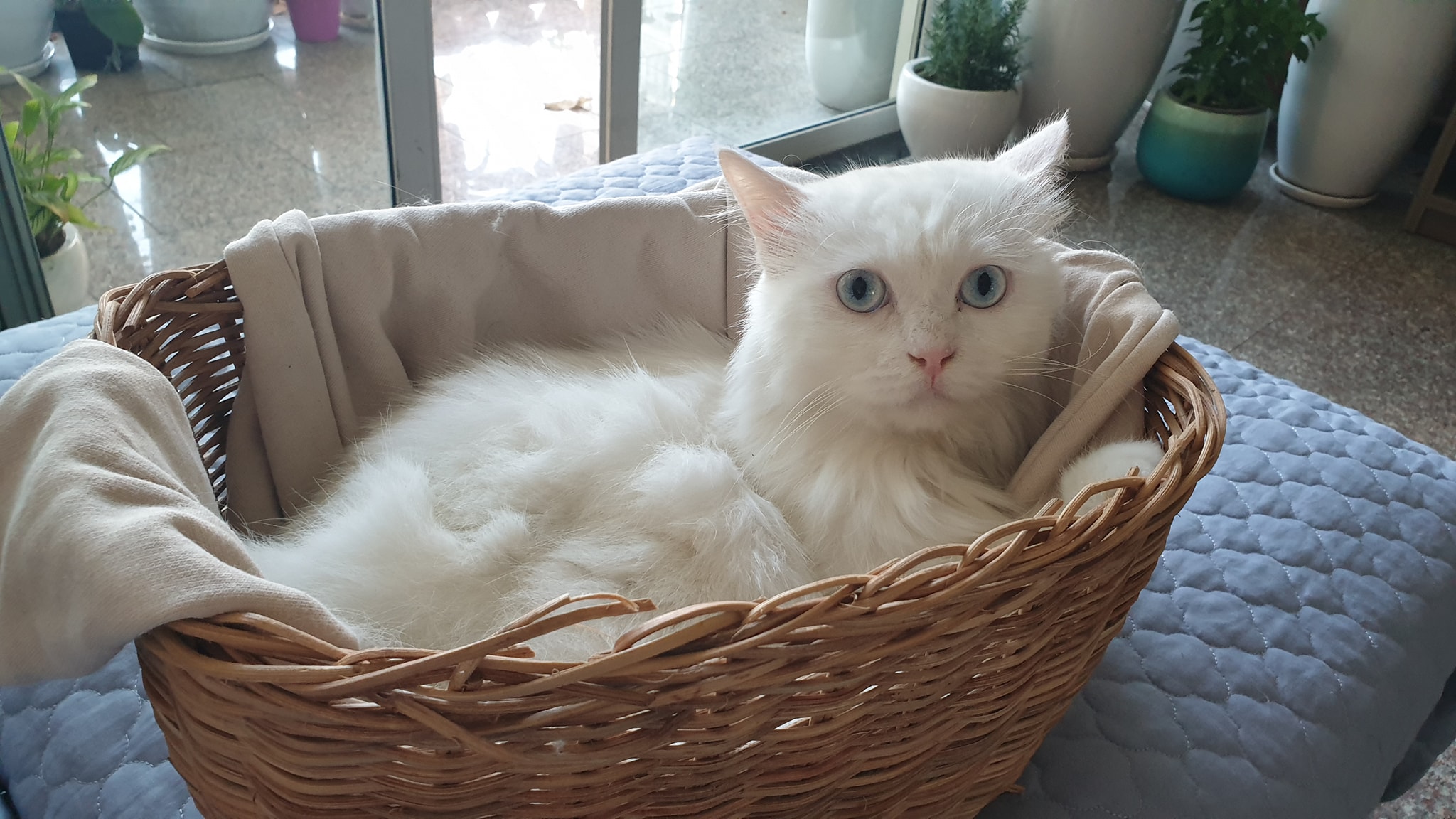 Thú Y SuPet | Thú Y Quận Gò Vấp - Bình Thạnh - Quận 12