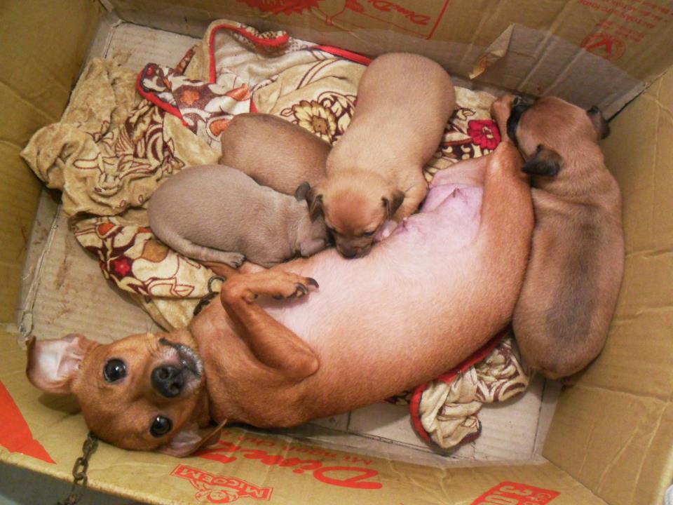 Thú Y SuPet | Thú Y Quận Gò Vấp - Bình Thạnh - Quận 12