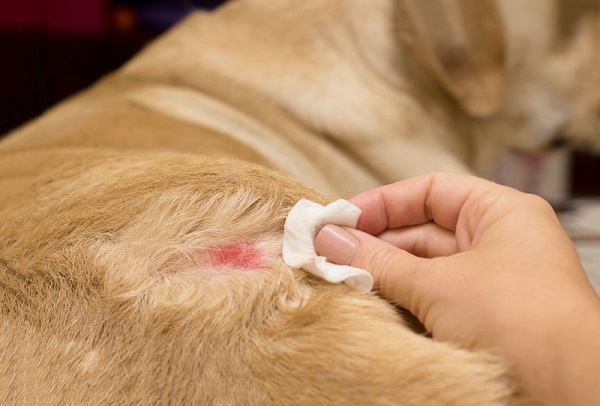 Thú Y SuPet | Thú Y Quận Gò Vấp - Bình Thạnh - Quận 12