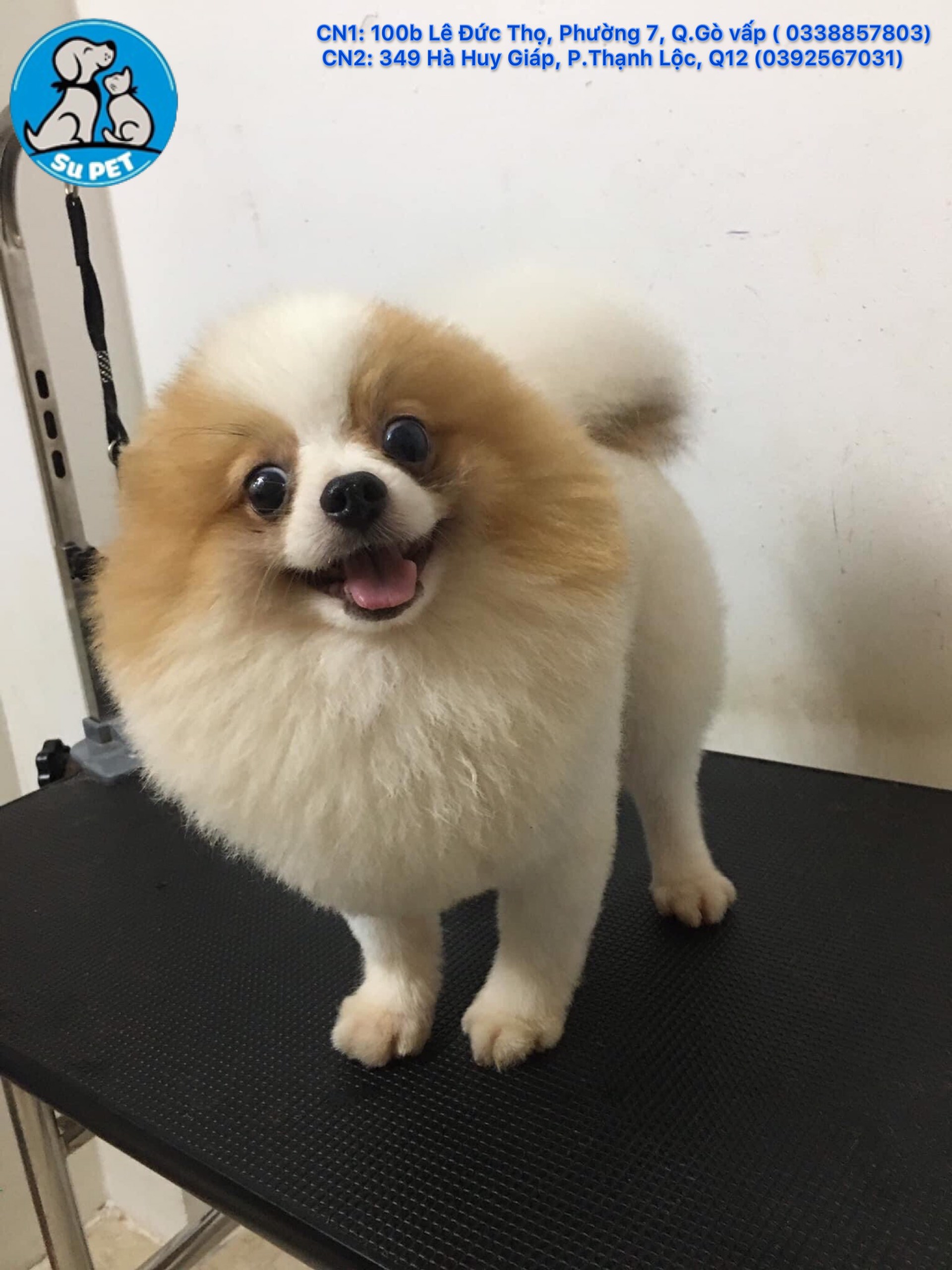 Thú Y SuPet | Thú Y Quận Gò Vấp - Bình Thạnh - Quận 12