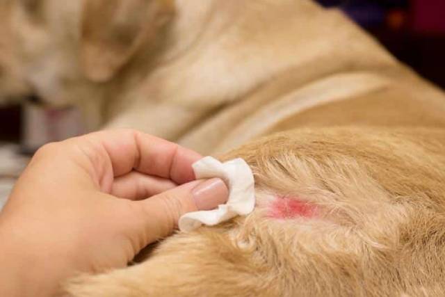 Thú Y SuPet | Thú Y Quận Gò Vấp - Bình Thạnh - Quận 12