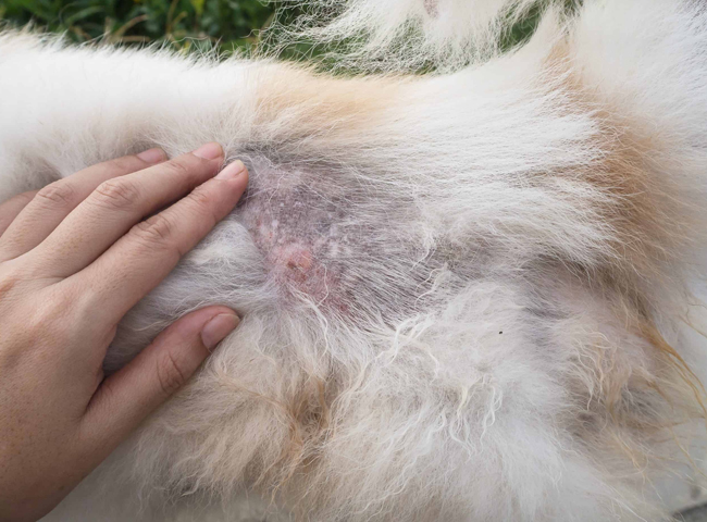 Thú Y SuPet | Thú Y Quận Gò Vấp - Bình Thạnh - Quận 12