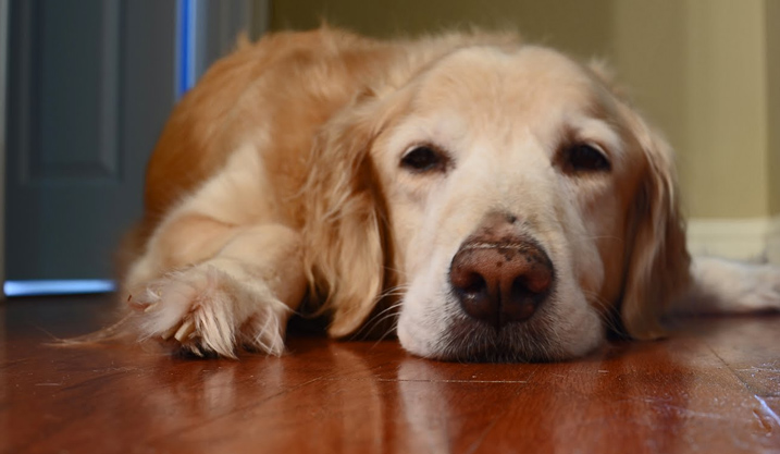 Thú Y SuPet | Thú Y Quận Gò Vấp - Bình Thạnh - Quận 12