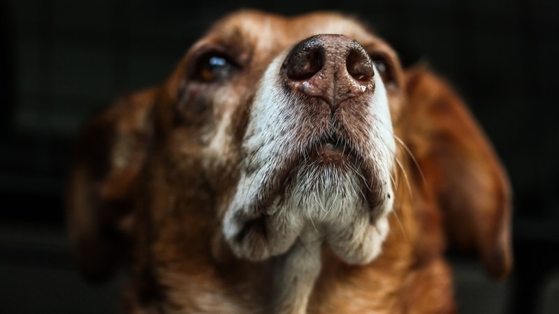 Dich-vu-hoa-tang-thu-cung