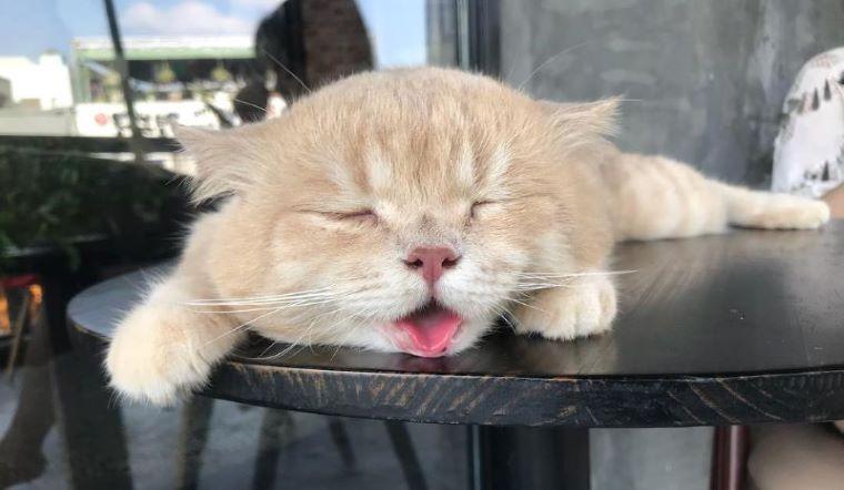 triệu chứng bệnh tiêu hóa ở chó mèo
