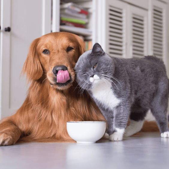 Thú Y SuPet | Thú Y Quận Gò Vấp - Bình Thạnh - Quận 12