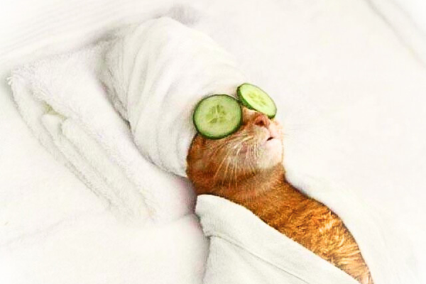 Cắt lông tạo kiểu cho mèo quận 12