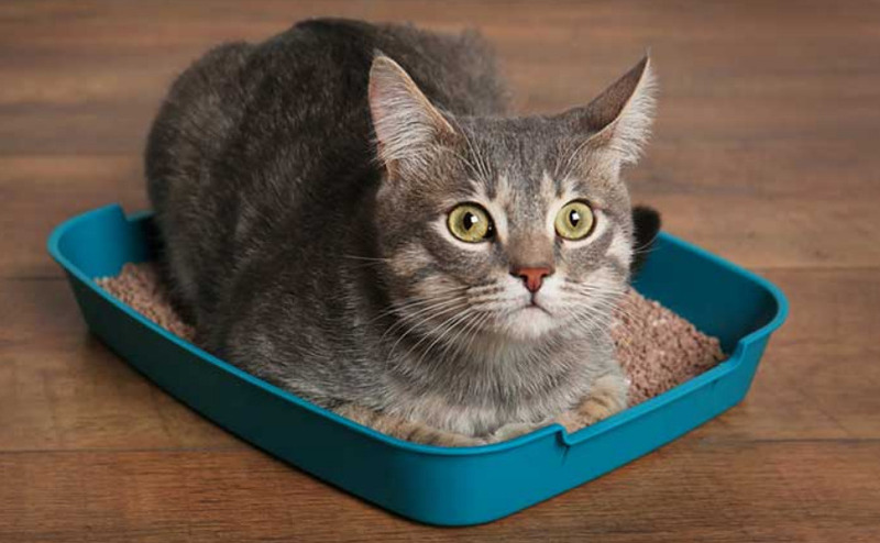 Thú Y SuPet | Thú Y Quận Gò Vấp - Bình Thạnh - Quận 12