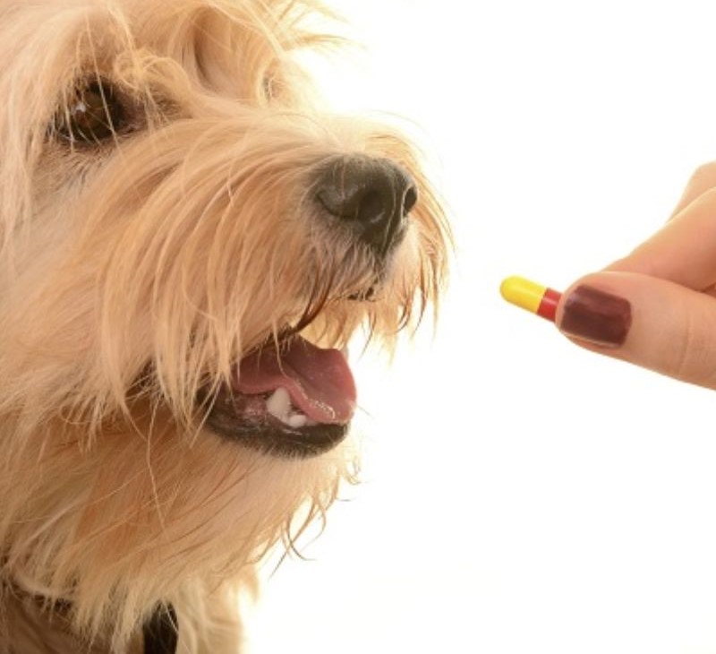 Thú Y SuPet | Thú Y Quận Gò Vấp - Bình Thạnh - Quận 12