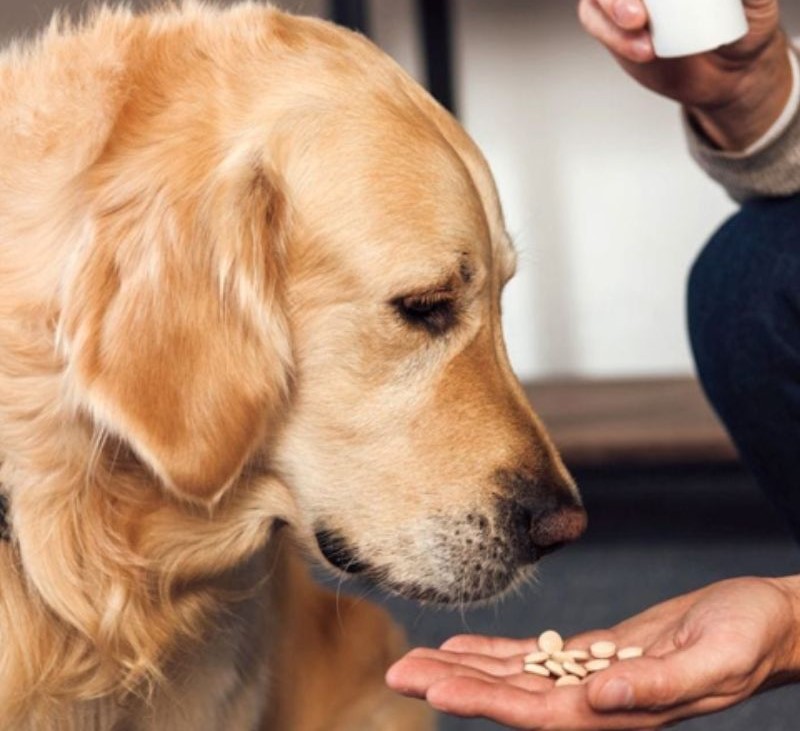 Thú Y SuPet | Thú Y Quận Gò Vấp - Bình Thạnh - Quận 12