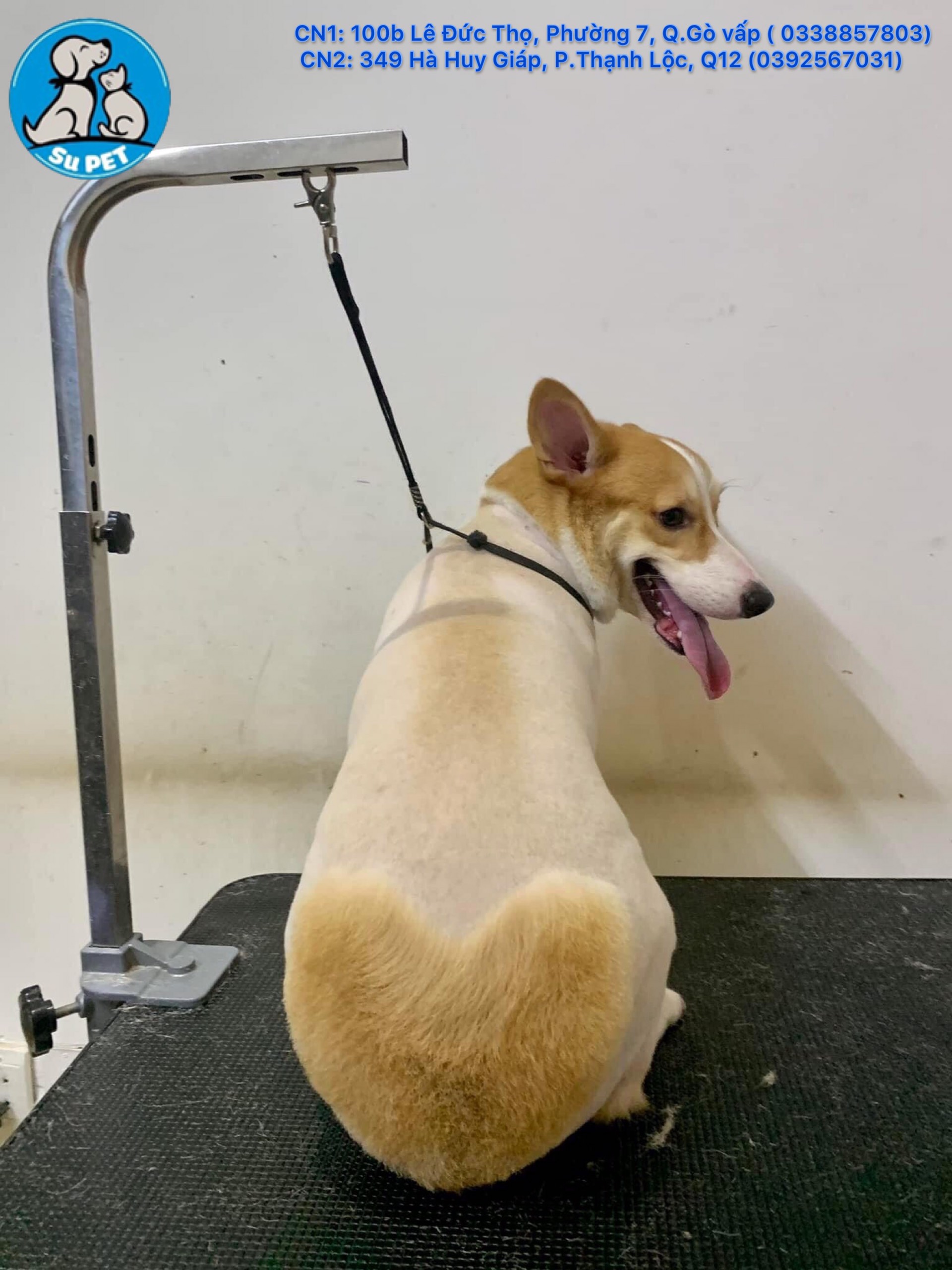 Thú Y SuPet | Thú Y Quận Gò Vấp - Bình Thạnh - Quận 12