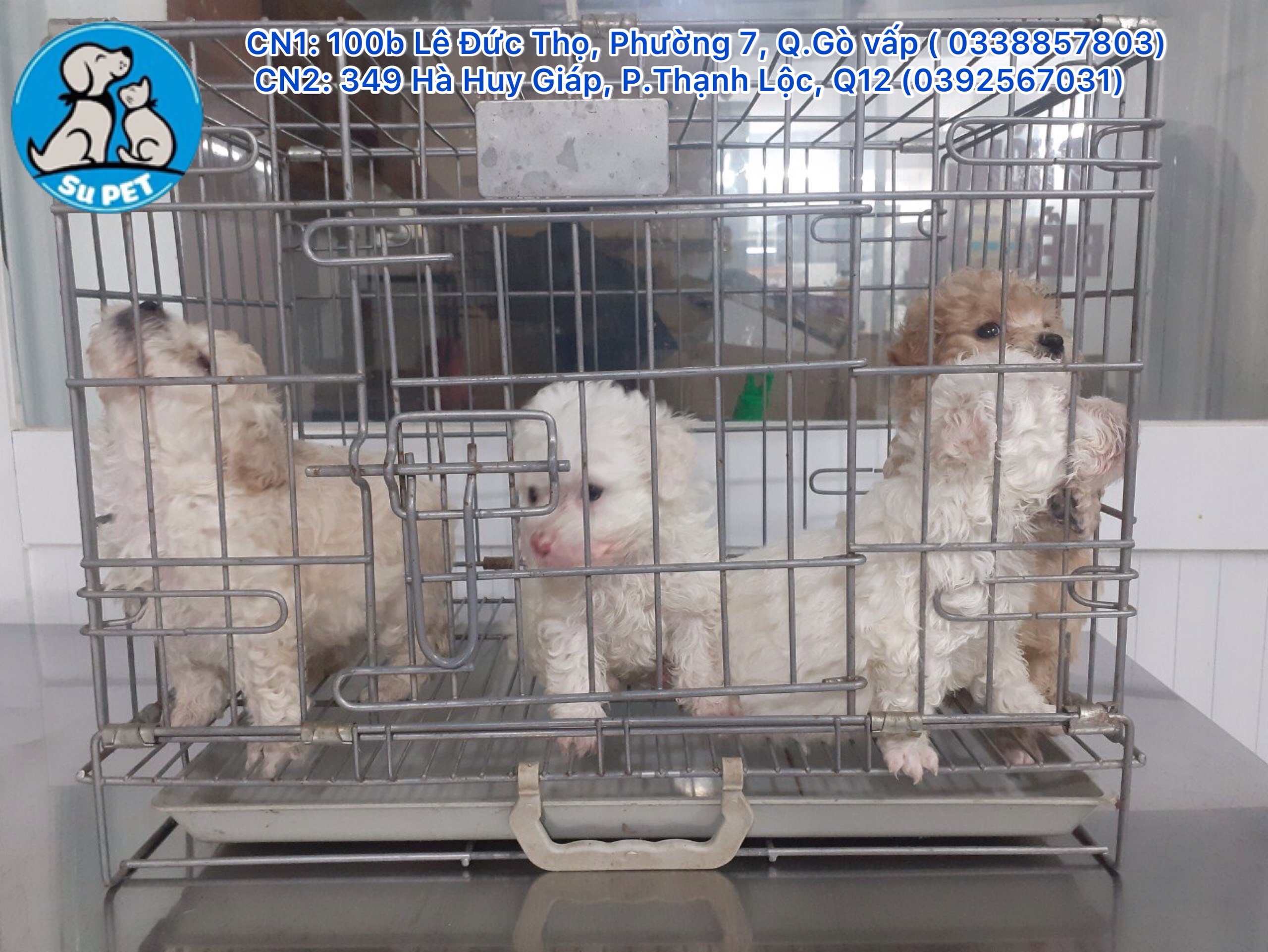 Thú Y SuPet | Thú Y Quận Gò Vấp - Bình Thạnh - Quận 12