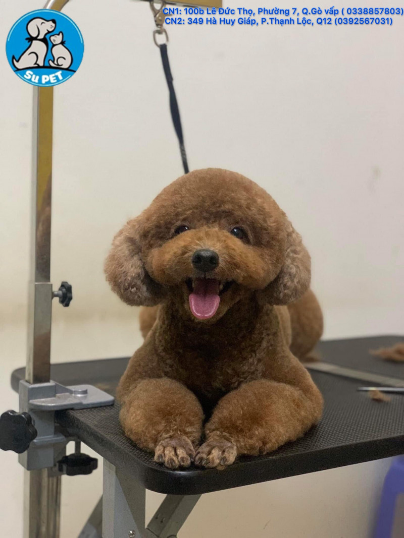 Địa chỉ cấp cứu lưu chuồng chó mèo uy tín