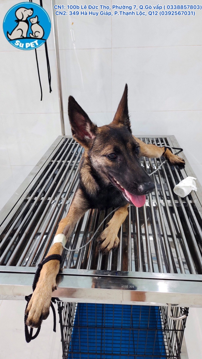 Thú Y SuPet | Thú Y Quận Gò Vấp - Bình Thạnh - Quận 12