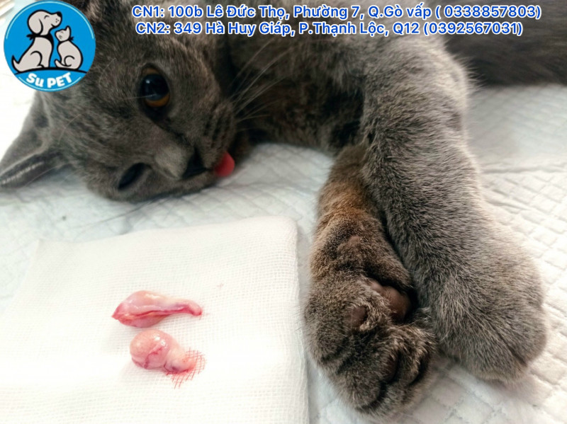 địa chỉ triệt sản chó mèo chuyên nghiệp