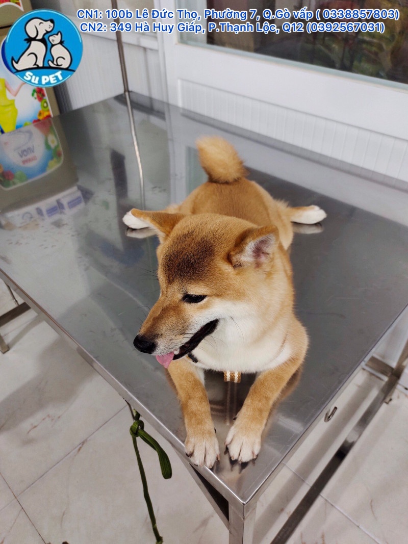 Thú Y SuPet | Thú Y Quận Gò Vấp - Bình Thạnh - Quận 12
