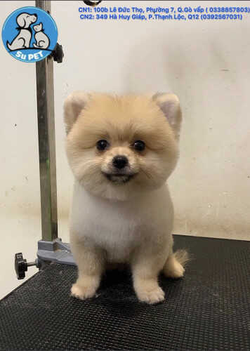 Dịch vụ hỏa táng thú cưng uy tín