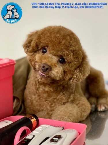 Thú Y SuPet | Thú Y Quận Gò Vấp - Bình Thạnh - Quận 12