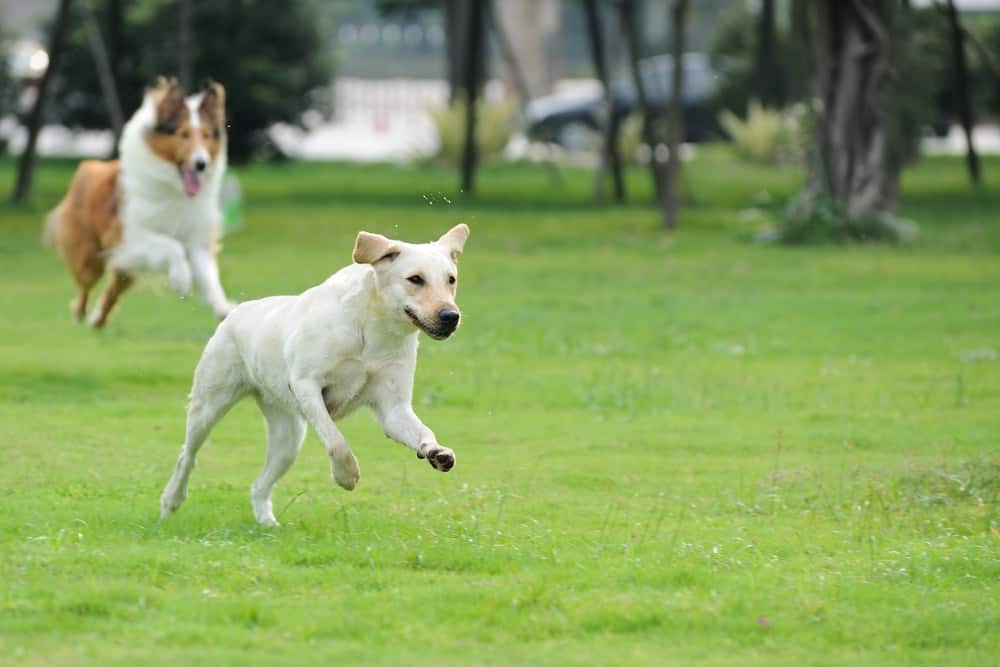 12 Important Rules of Dog Park Etiquette - The Dogington Post