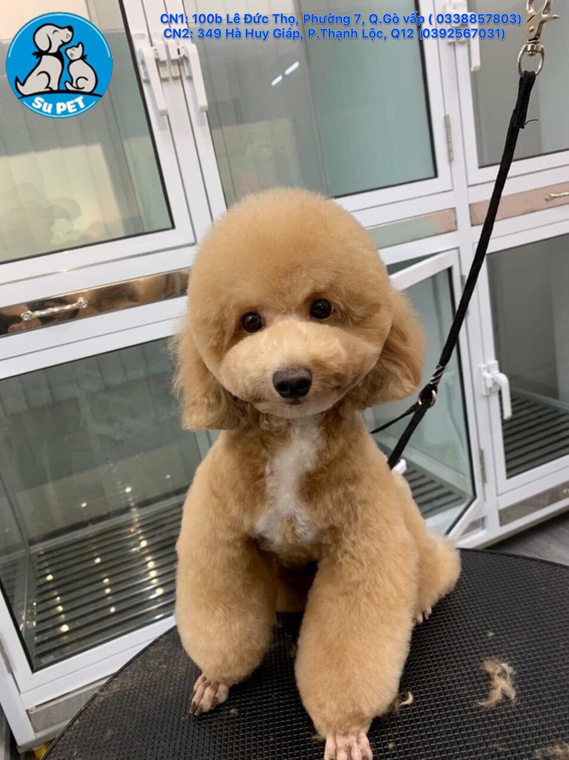Thú Y SuPet | Thú Y Quận Gò Vấp - Bình Thạnh - Quận 12